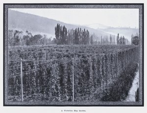 A Victorian Hop Garden by Photographer Australian