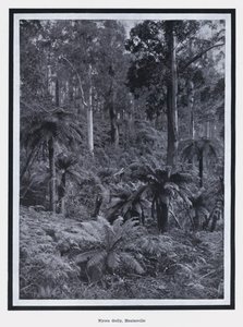 Nyora Gully, Healesville