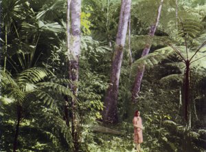 Queensland, Australia: Tropical Jungle (photo) by Photographer Australian