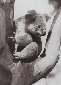 The Unique Koala or Native Bear