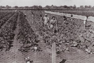 Vegetables grown near the Transcontinental Road in so-called Desert Country, irrigated with Bore Water by Photographer Australian