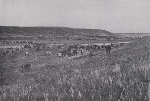 Range Cattle on the Rolling Uplands of Alberta by Photographer Canadian