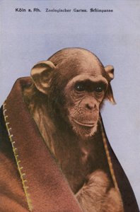 Cologne Zoo, Chimpanzee