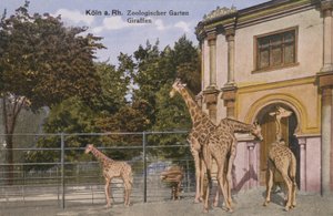 Cologne Zoo, Giraffes