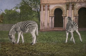 Cologne Zoo, Zebras by Photographer German