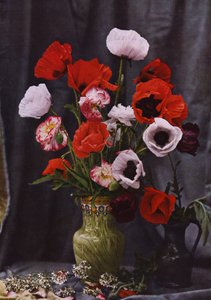 Vase of poppies by Photographer German