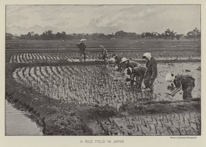 A rice field in Japan by Photographer Japanese