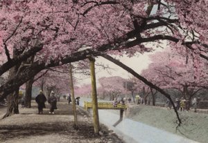 Japan, c.1912: Cherry Blossom at Koganei, near Tokyo by Photographer Japanese