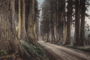 Japan, c.1912: Cryptomeria Road, Nikko by Photographer Japanese
