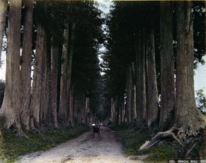 Rickshaw on a tree-lined road at Nikko