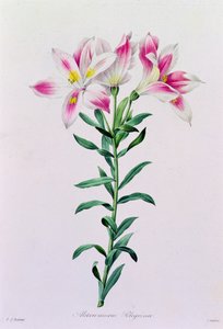 Alstroemeria Peregrina by Pierre Joseph Redouté