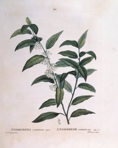Andromeda Acuminata, botanical plate by Pierre Joseph Redouté