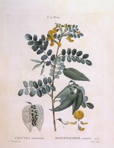 Bladder Senna, botanical plate by Pierre Joseph Redouté by Pierre Joseph Redouté