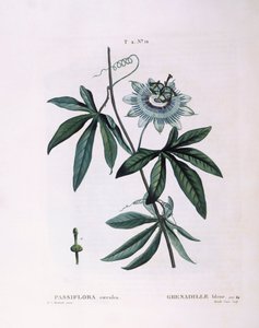 Blue Passion Flower, botanical plate by Pierre Joseph Redouté