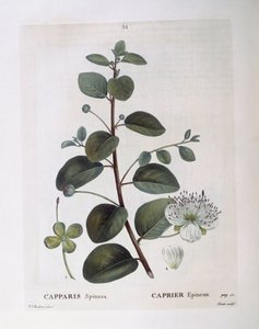 Caper (Capparis spinosa), botanical plate by Pierre Joseph Redouté by Pierre Joseph Redouté