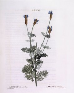 French Lavender (Lavandula stoechas), botanical plate by Pierre Joseph Redouté by Pierre Joseph Redouté