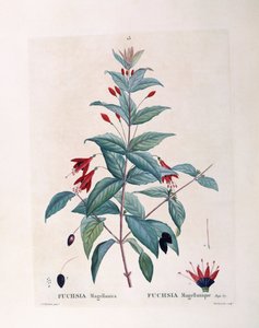 Fuchsia (Fuchsia magellanica), botanical plate by Pierre Joseph Redouté