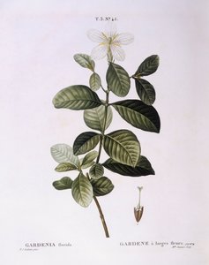 Gardenia, botanical plate by Pierre Joseph Redouté by Pierre Joseph Redouté