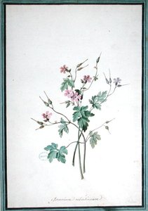 Geranium Robertianum by Pierre Joseph Redouté
