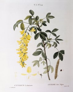 Golden Chain (Cytisus laburnum), botanical plate by Pierre Joseph Redouté by Pierre Joseph Redouté