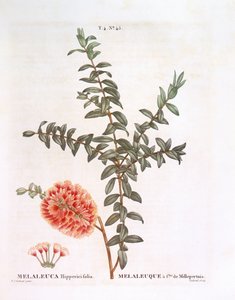Hillock bush (Melaleuca hypericifolia), botanical plate by Pierre Joseph Redouté
