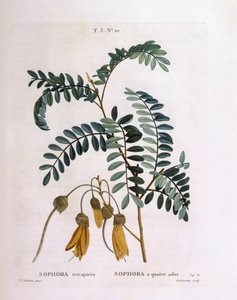 Kowhai (Sophora tetraptera or Edwardsia grandiflora) by Pierre Joseph Redouté