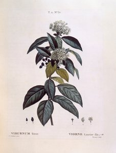 Laurustinus (Viburnum tinus), botanical plate by Pierre Joseph Redouté by Pierre Joseph Redouté