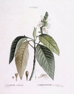 Malabar Nut (Justicia adhatoda), botanical plate by Pierre Joseph Redouté by Pierre Joseph Redouté
