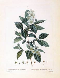 Mock Orange, botanical plate by Pierre Joseph Redouté by Pierre Joseph Redouté