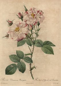 Pink and white Damask rose, Rosa damascena by Pierre Joseph Redouté