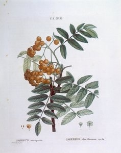 Rowan or European mountain ash (Sorbus aucuparia), botanical plate by Pierre Joseph Redouté by Pierre Joseph Redouté