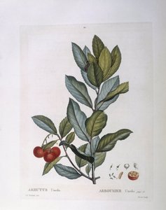 Strawberry Tree (Arbutus unedo), botanical plate by Pierre Joseph Redouté