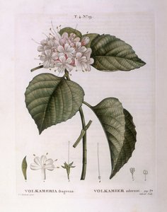 Volkameria Fragrans, botanical plate by Pierre Joseph Redouté by Pierre Joseph Redouté