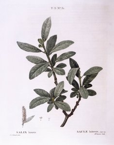 Willow, botanical plate by Pierre Joseph Redouté by Pierre Joseph Redouté