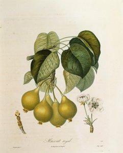 Muscat Royal Apricot