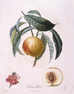 Peach 