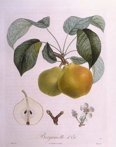 Pear "Bergamot", botanical plate by Pierre Antoine Poiteau by Pierre Antoine (after) Poiteau