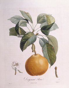 Pear "Doyenné roux", botanical plate by Pierre Antoine Poiteau
