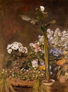 Arum and Greenhouse Plants