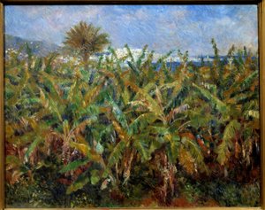 Field of Banana Trees