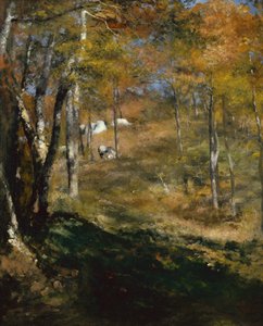 Young Trees in the Forest