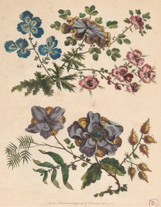 Two Sprays of Imaginary Flowers by Pierre Charles Canot