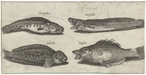 Forkbeard, Grouper, Horned Blenny, and a Black Fish by Pierre Firens