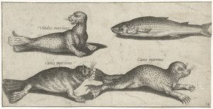 Two Seals, a Sea Lion, and a Mullet by Pierre Firens