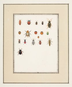 Beetles, c.1755-65