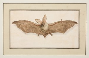 Brown Long-eared Bat, c.1755-65