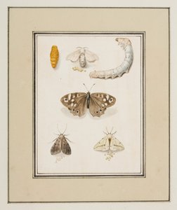 Butterflies, Moths and Caterpillars