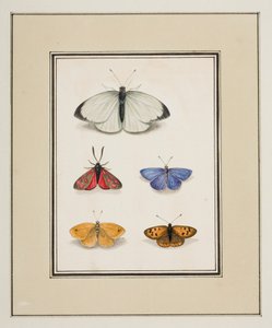 Butterflies, c.1755-65 by Pierre Francois Ledoulx