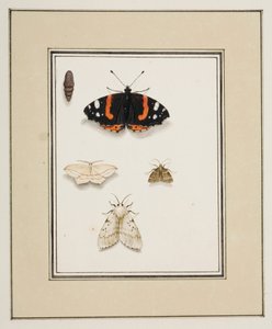 Butterflies by Pierre Francois Ledoulx