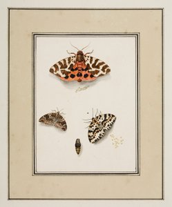 Butterflies, c.1755-65